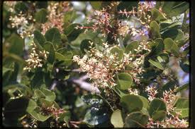 Image result for Apodytes dimidiata