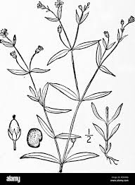 Image result for Oldenlandia cana