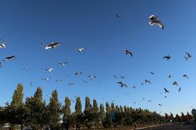 Visiteurs Dans Le Vieux Port De Montreal Animals Newspaper