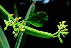 Image result for Cissus quadrangularis