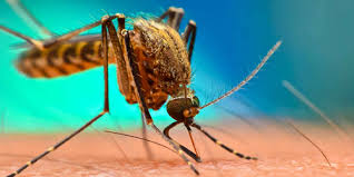 Richpro's home defender home pest control program takes care of ant, roaches, and other pests. Spire Pest Control Spire Pest Control Richmond Va