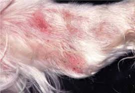 Treatment of scabies in dogs. Disease Facts Canine Sarcoptic Mange Scabies Companion Animal