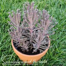 Image result for Kalanchoe glaucescens