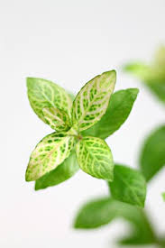 Image result for Hygrophila didynama