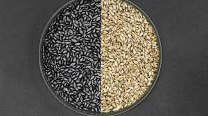 Selection and Treatment of Pasture Seeds: Guide for Ranchers - Agribrasilis  - Inside Agribusiness