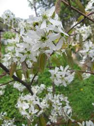 Image result for indiánská borůvka obrázek