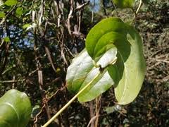 Image result for Smilax anceps