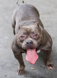 Chó bully chia sẻ kiến thức kinh nghiệm nuôi chó cho các bạn có thể nuôi, huấn luyện chó bully một cách dễ dàng. Ä'an Cho Gia Chá»¥c Nghin Ä'o Cá»§a NgÆ°á»i Ä'an Ong Sai Gon Tin Tá»©c Má»i Nháº¥t 24h Ä'á»c Bao Lao Ä'á»ng Online Laodong Vn