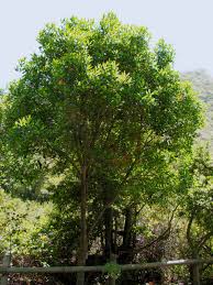 Image result for Ocotea