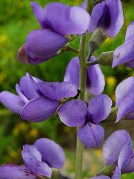 Image result for Indigofera fulvopilosa