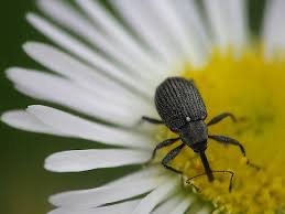 Image result for květopas jahodníkový