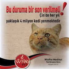 bu duruma bir son verilmeli winpet yarakoruyucukorse yarakoruyucuelbise mutlupatiler www winpet com tr kopek kedi urunler