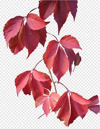 Letak perbedaannya didasarkan pada jaringan tiang (palisadenya). Warna Daun Musim Gugur Daun Cinta Daun Maple Cabang Png Pngwing