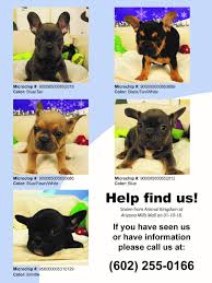 The poodle is an active, athletic breed with the different breed varieties varying predominantly by their size. 5000 Reward Offered For Return Of French Bulldog Puppies Stolen From Tempe Store