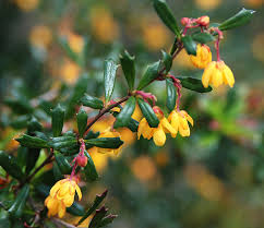 Image result for Heteromorpha stenophylla