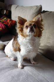 Pin On Group Chihuahuas Best Dog Breed Ever