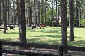 Horse Farms In The Equestrian Country Near Southernpines Nc Equestrian Contact Lin For Your Dream Home In The Sandhill With Images Southern Pine Pinehurst Horse Farms