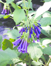 Frequented heavily by hummingbirds and bees, this small shrub will reach a mature height of four feet with a all indigo mini angel for sale will vary in size. Iochroma Wine RedÊ¼ Fig 2 Iochroma Cyaneum Royal BlueÊ¼ Download Scientific Diagram