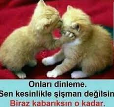 Gulkurusu Adli Kullanicinin Kedi Panosundaki Pin Kedi Guzel Soz Duygular