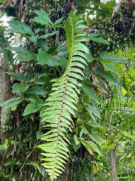 Image result for Nephrolepis biserrata