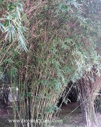 Image result for Justicia phyllostachys