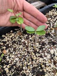 Image result for Commiphora pteleifolia