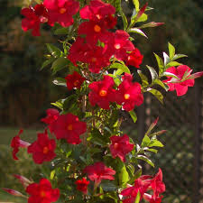 Image result for Dactyladenia