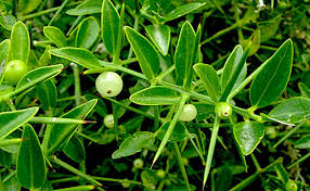 Image result for Salvadoraceae