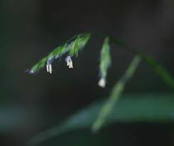 Image result for Poecilostachys