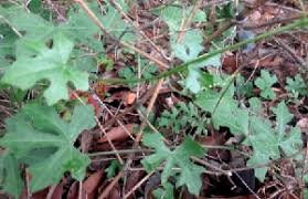 Image result for Coccinia sessilifolia
