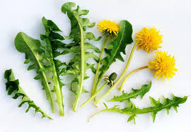 Les Feuilles de Pissenlit : Nutritives et Polyvalentes - Blog