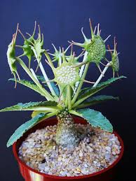 Image result for Dorstenia