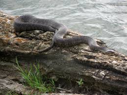 The results can be serious or even deadly, though viernum and other experts emphasize that fatalities are very rare. Watersnakes Illinois