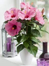 Exotic hibiscus sales, hibiscus care, and hibiscus cultivation. How To Propagate Hibiscus