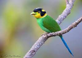 Birdwatching - Male Long-Tailed Broadbill (Psarisomus... | Facebook