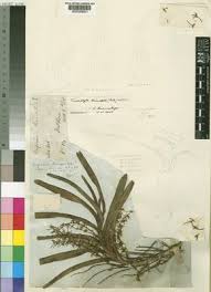 Image result for Tridactyle anthomaniaca