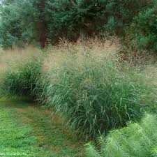 Image result for Panicum merkeri
