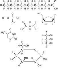 (must be a family name.) if you know the answers to these cartoon tr. Practice For Chapter 5 Ap Bio Plus Quiz Diagram Quizlet