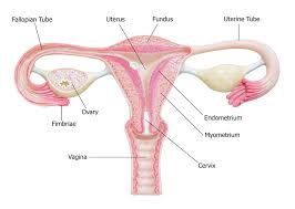 Free body diagram (fbd) utilities facilitate the extraction. Ovaries Facts Function Disease Live Science