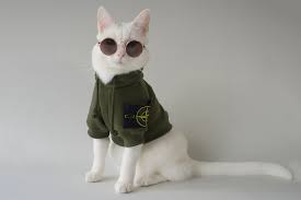 0 results for gucci dog clothes. Meet Zappa The Cat Instagram S Most Hyped Pet Hypebae