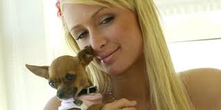 There isn't a person she meets that she doesn't like. Rip Tinkerbell Paris Hilton S Canine Bff Dies At 14 Huffpost