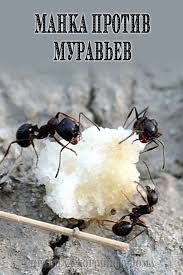 муравьи в саду и огороде и борьба с ними Zhurnal Dlya Zhenshin V 2020 G Organicheskoe Sadovodstvo Muravi Sadovye Vrediteli