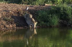 Image result for Tricliceras mossambicense