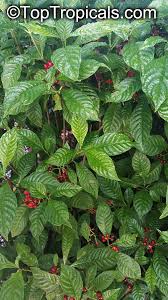 Image result for Psychotria ceratoloba