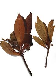 Image result for Breonadia salicina