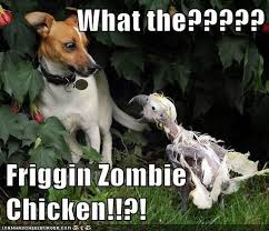 I Wants Dog Brains Funny Dog Captions Funny Animals Funny Dog Pictures