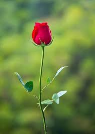 Notitle Barbara Beckmann Schone Blumen Pflanzen Rosen Kunst