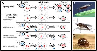 Gene-rich X chromosomes implicate intragenomic conflict in the evolution of  bizarre genetic systems | PNAS