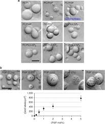 Krishnan, with 61 highly influential citations and 74 scientific research papers. Yeast And Mammalian Autophagosomes Exhibit Distinct Phosphatidylinositol 3 Phosphate Asymmetries Nature Communications