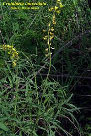 Image result for Crotalaria lanceolata